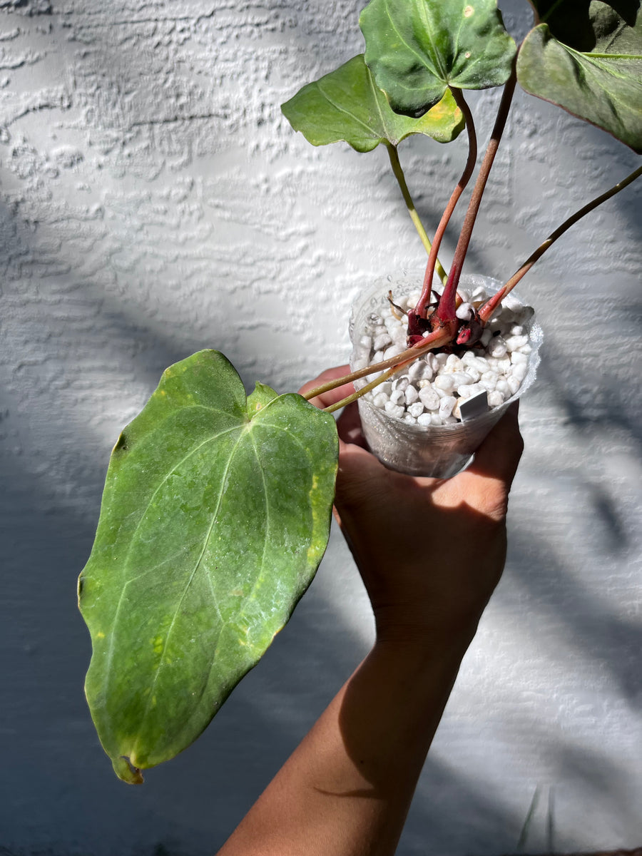 Anthurium Ace of Spades x Carlablackiae division – TanAsianWithPlants