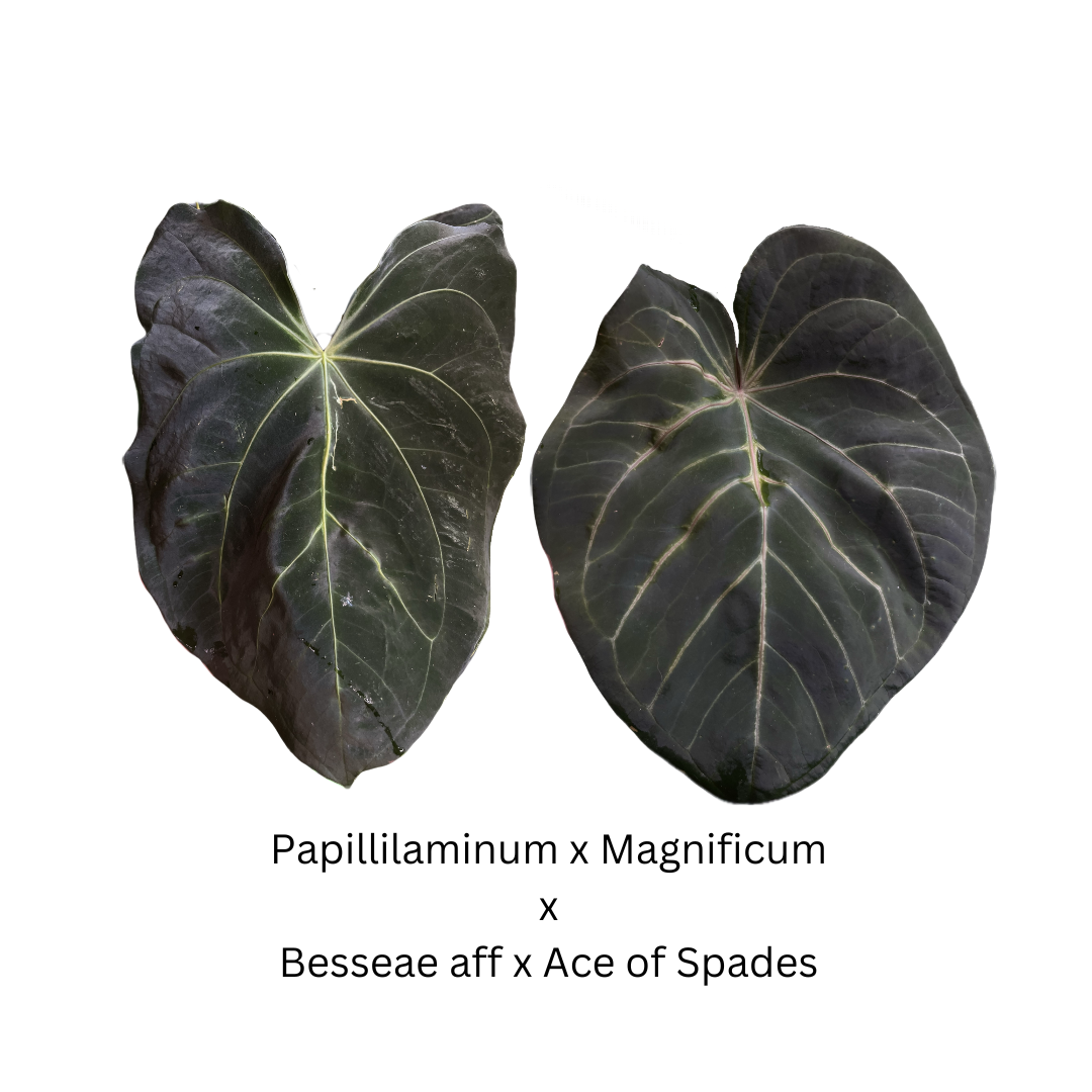 Anthurium Papillilaminum x Magnificum x Besseae aff x Ace of