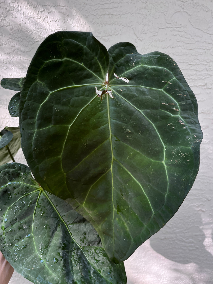P*a様 Anthurium.Antolakii × carlablackiae Anthurium carlablackiae – Granthuriums