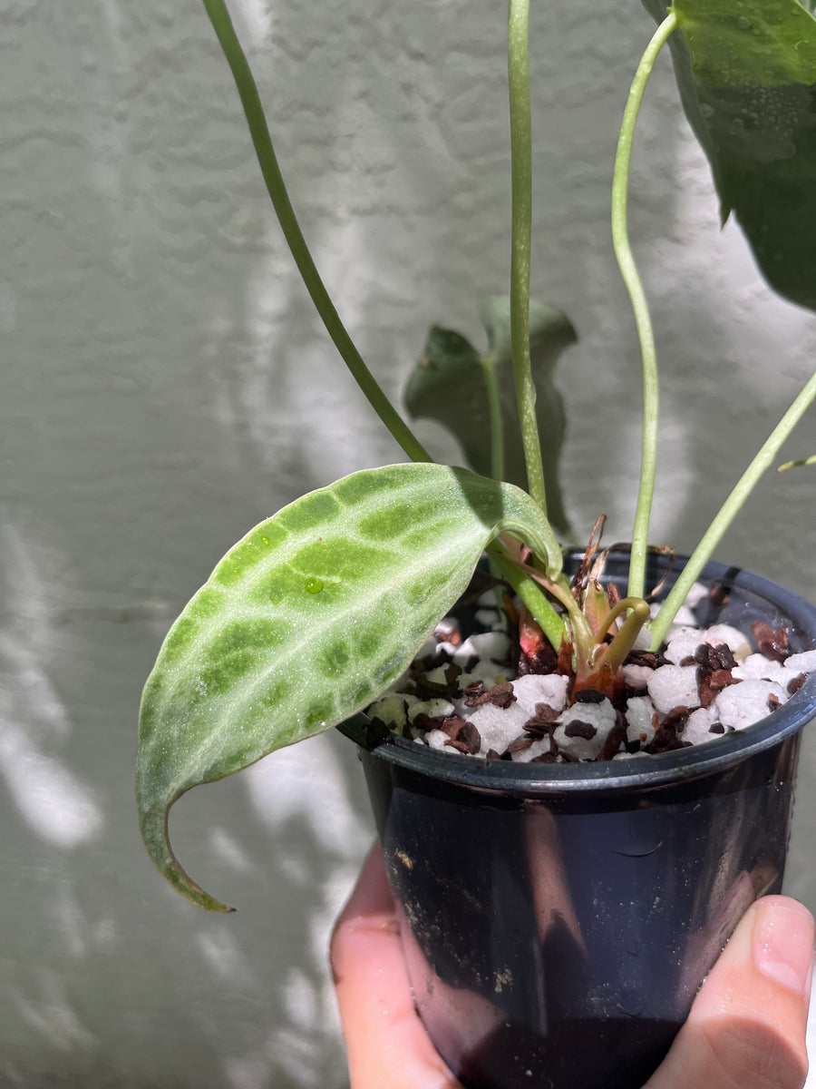 Anthurium King of Clarinervium  TanAsianWithPlants