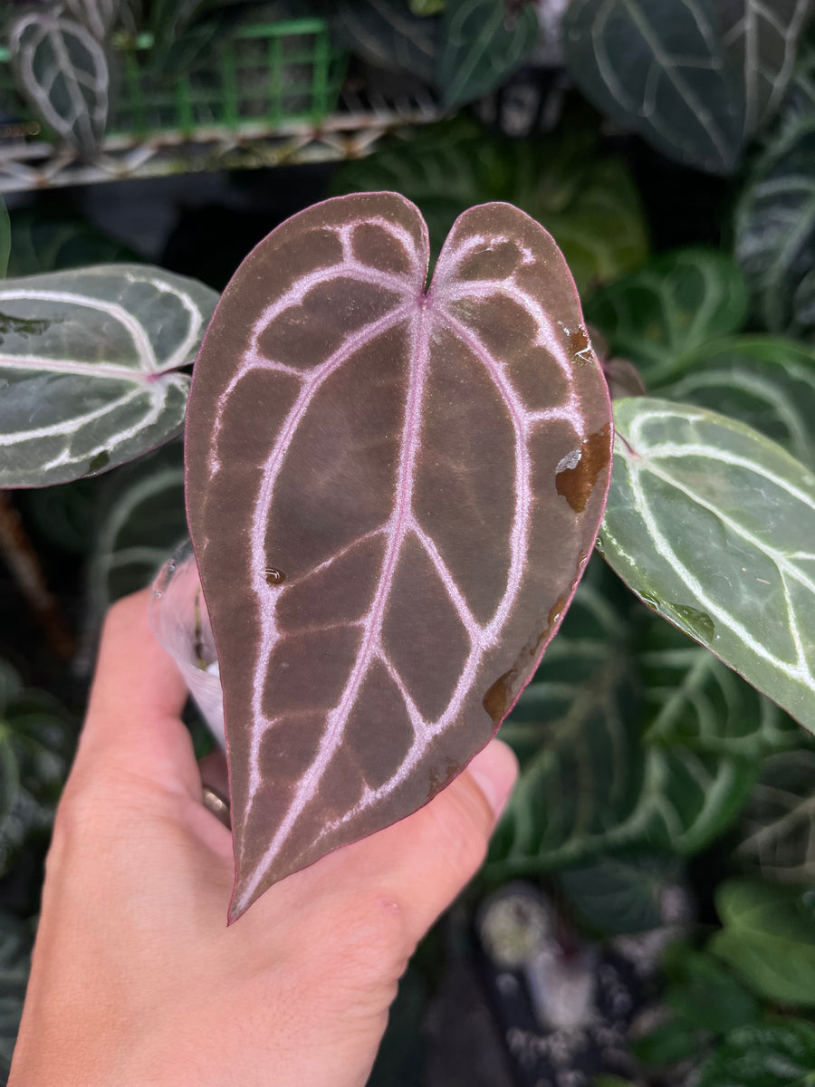 Anthurium Zara x Michelle x Red Crystallinum (Purple