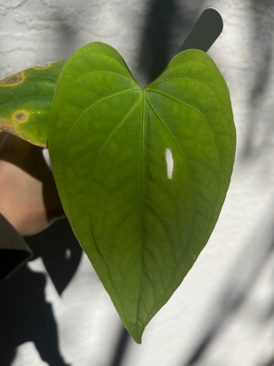 pacora anthurium Anthurium sp. Nova Panama