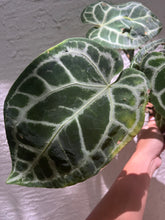 Load image into Gallery viewer, Anthurium SKG Silver multipot
