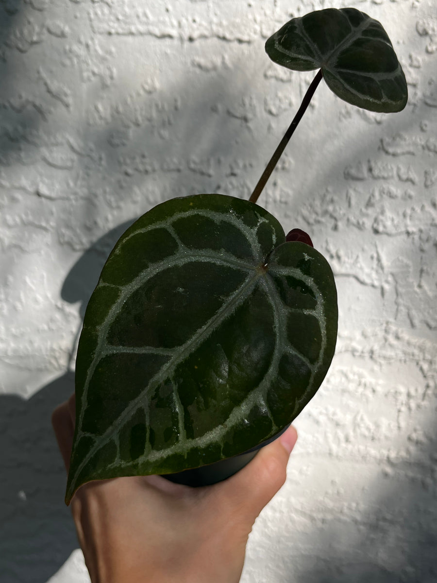 Plant Bundle Anthurium Zara and Michelle x Zara divisions