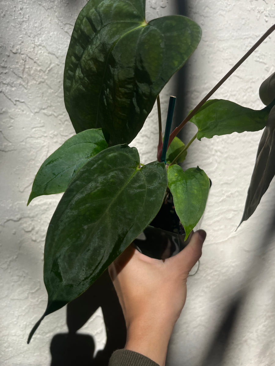 Anthurium Papillilaminum (RL X FS) x self – TanAsianWithPlants Anthurium Papillilaminum (RL X FS) x self – TanAsianWithPlants