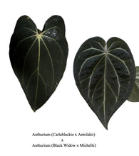 Load image into Gallery viewer, Anthurium (Carlablackiae x Antolakii) x (Black Widow x Michelle) seedlings
