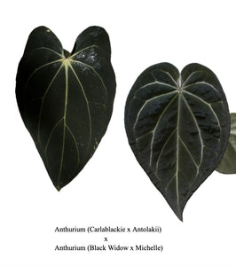 Anthurium (Carlablackiae x Antolakii) x (Black Widow x Michelle) seedlings