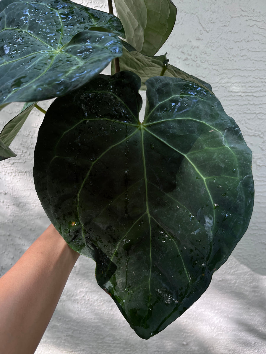 P*a様 Anthurium.Antolakii × carlablackiae Anthurium Carlablackiae x Antolakii – TanAsianWithPlants