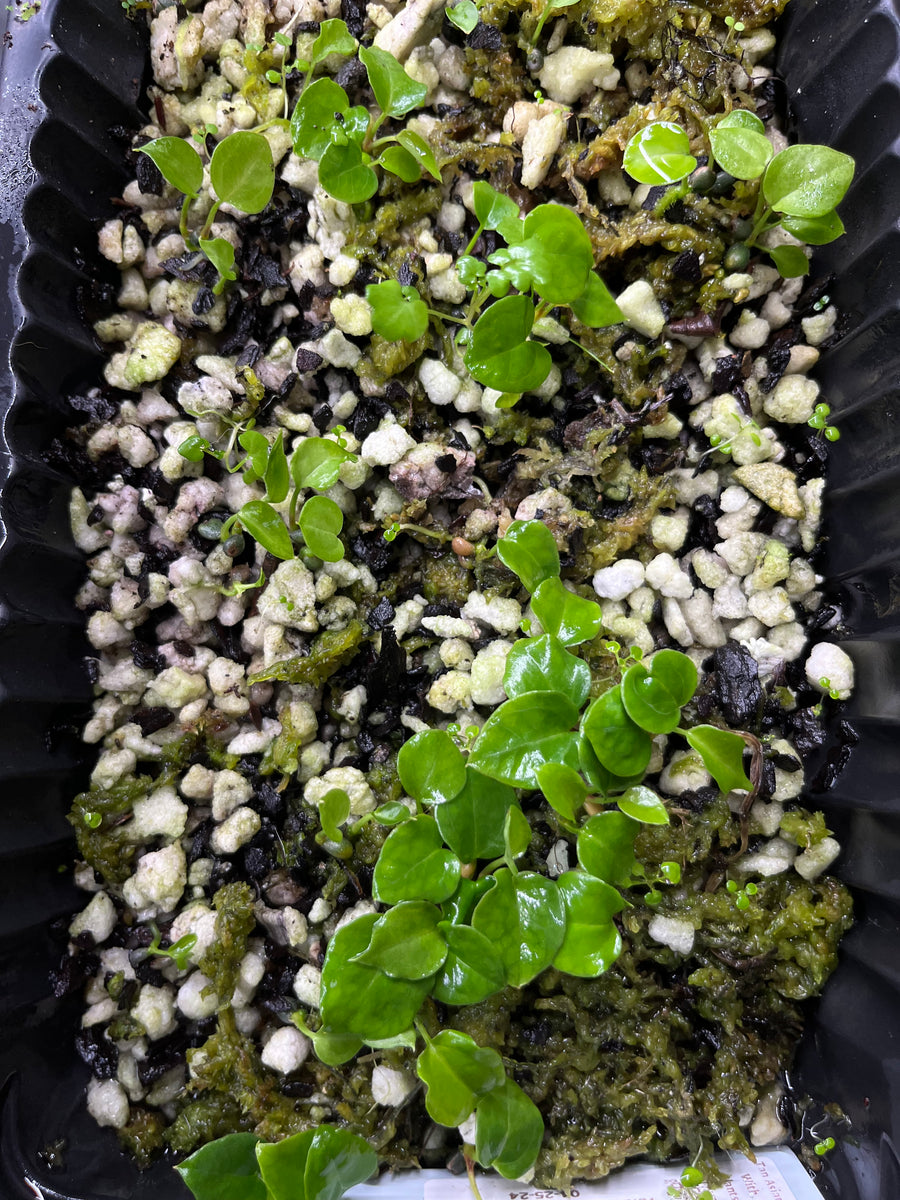 Anthurium Papillilaminum x Magnificum open pollinated seedlings- 6 for –  TanAsianWithPlants