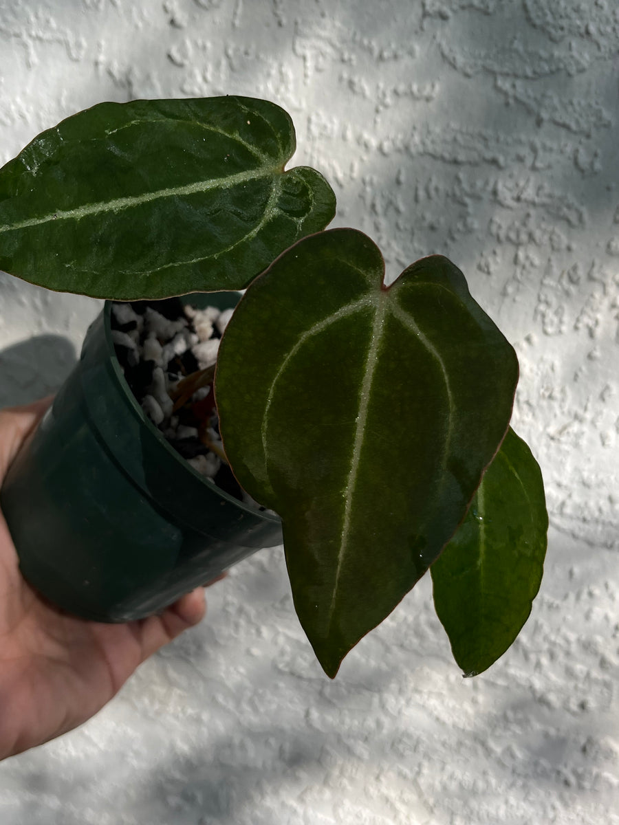 Plant Bundle Anthurium Zara and Michelle x Zara divisions