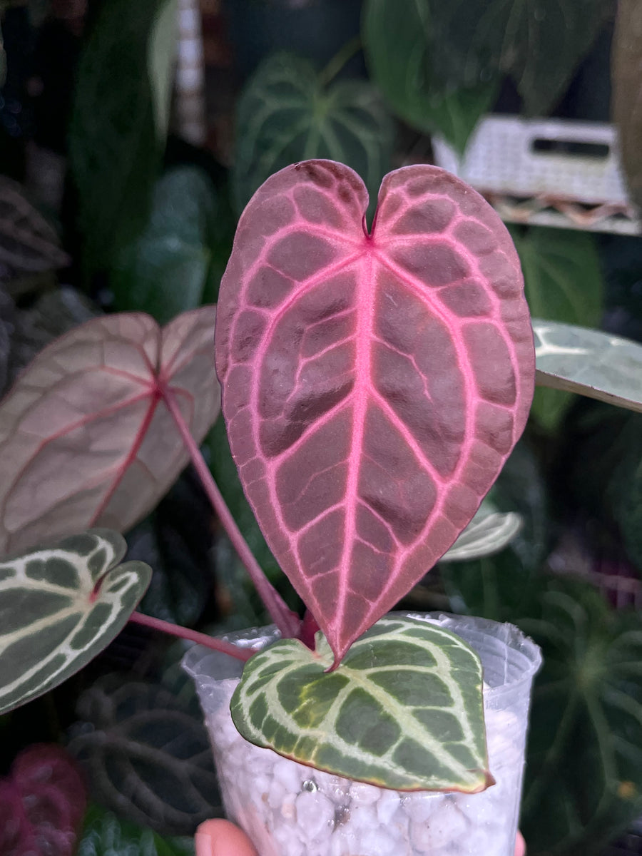 Anthurium Zara x Michelle x Red Crystallinum (Purple