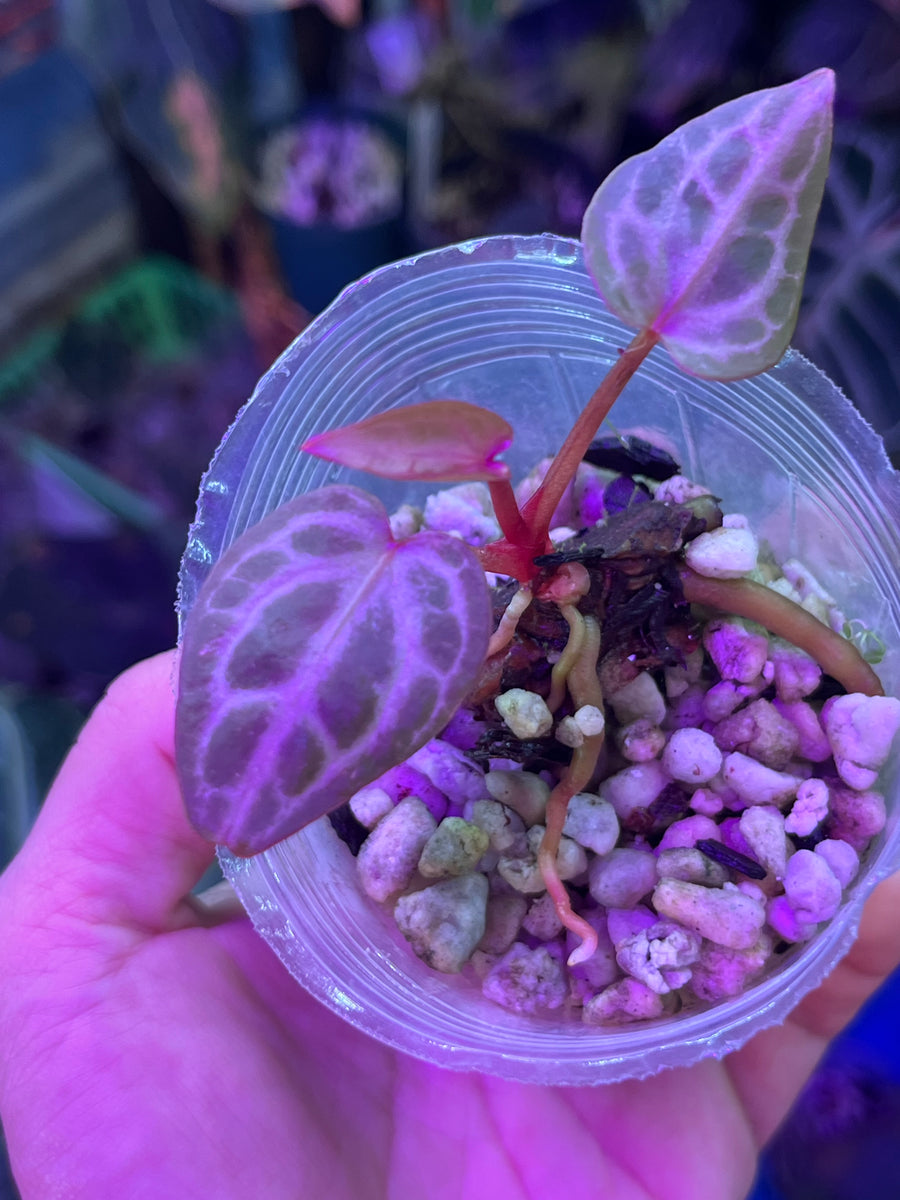 Anthurium Michelle x Zara division – TanAsianWithPlants