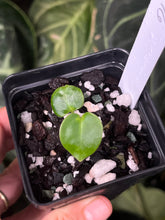 Load image into Gallery viewer, Anthurium Carlablackiae #1 x #16 seedling
