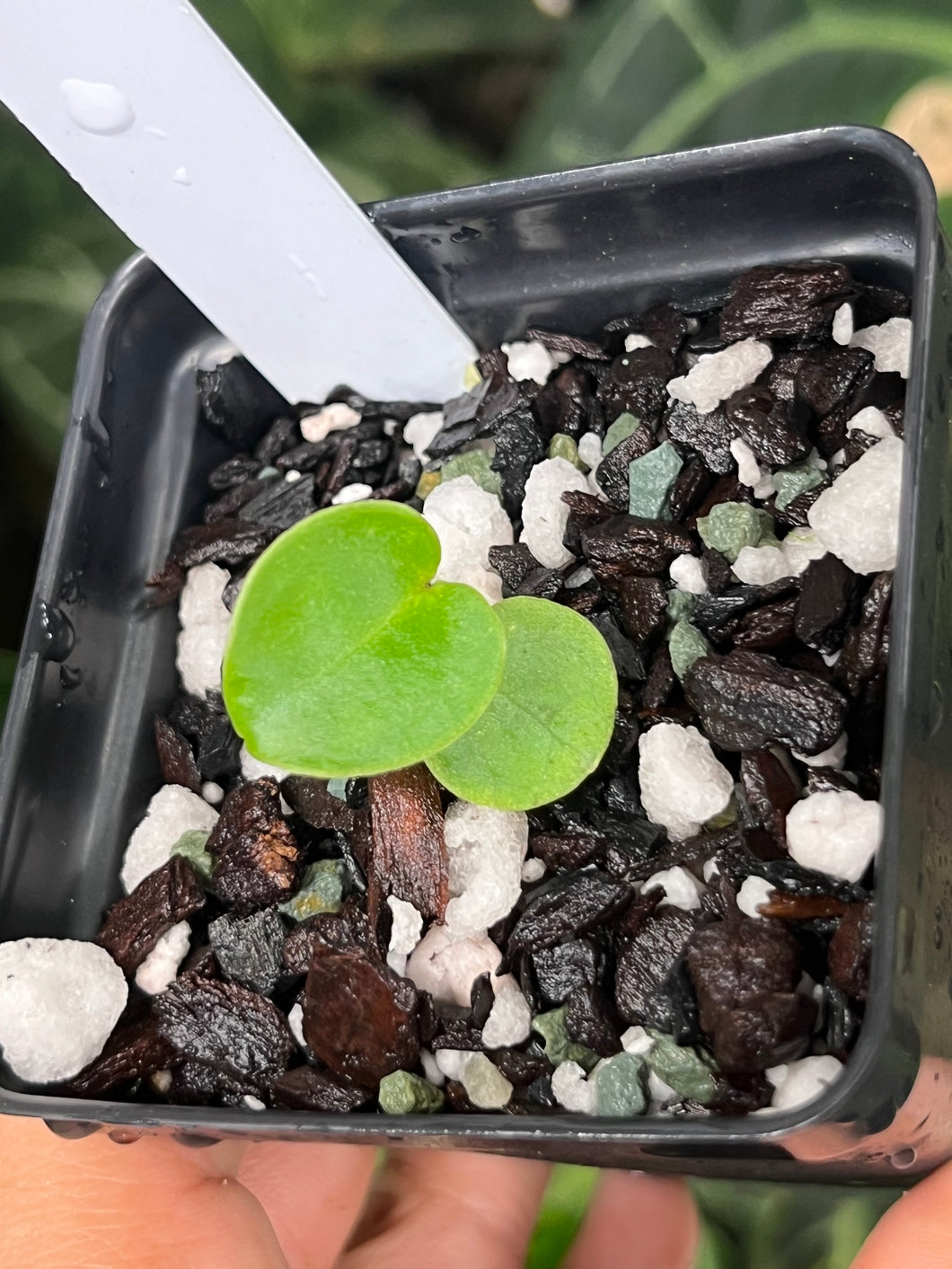 Anthurium Carlablackiae #1 x #16 seedling