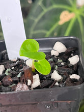 Load image into Gallery viewer, Anthurium Carlablackiae #1 x #16 seedling
