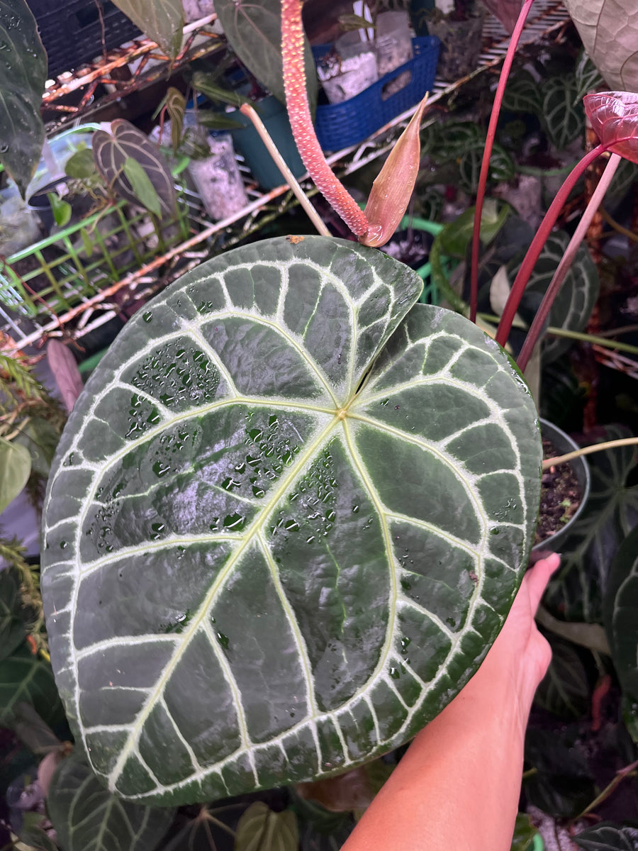 Anthurium Pink Lemonade x Black Widow x Michelle large flowering