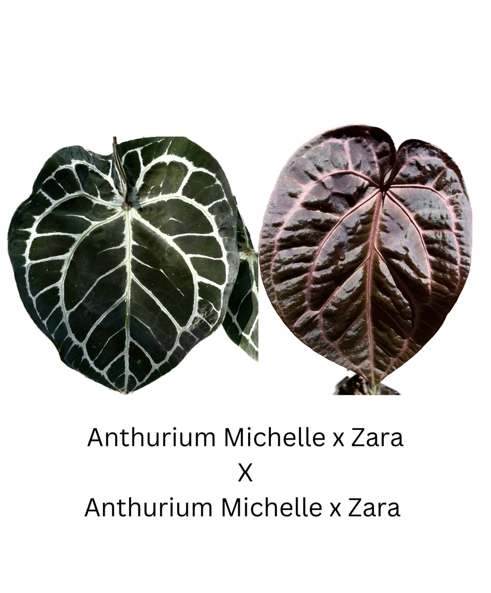 Anthurium Michelle x Zara x Anthurium Michelle x Zara two small seedlings