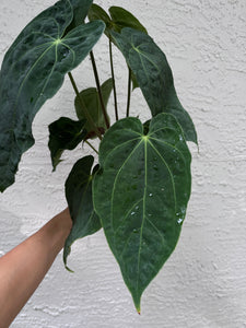 Anthurium Magnificum (Rugulose form) x Antolakii division