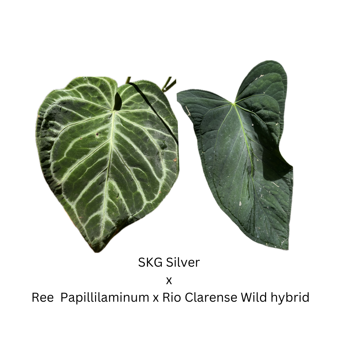 Anthurium SKG Silver x Ree Papillilaminum x Rio Clarense Wild