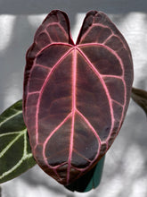 Load image into Gallery viewer, Anthurium Tim Anderson Memoriam (Zara x Michelle x Red Crystallinum) Red Emergent
