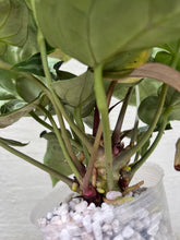 Load image into Gallery viewer, Anthurium Pink Lemonade x Black Widow x Michelle division
