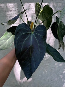 Anthurium Papillilaminum x Magnificum x Stripey division