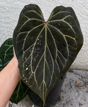 Load image into Gallery viewer, Anthurium Black Widow x Michelle division
