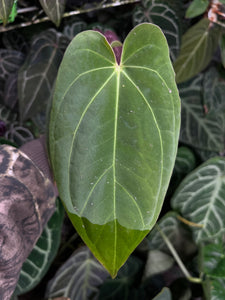 Anthurium Carlablackiae x Antolakii division