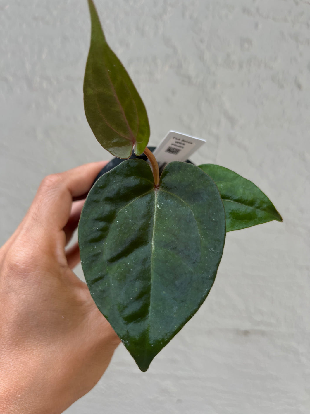 anthurium offset Anthurium Lynette offset – TanAsianWithPlants