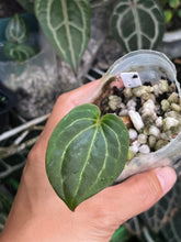 Load image into Gallery viewer, Anthurium Black Widow x Michelle division
