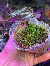 Load image into Gallery viewer, Anthurium Black Widow x Michelle division
