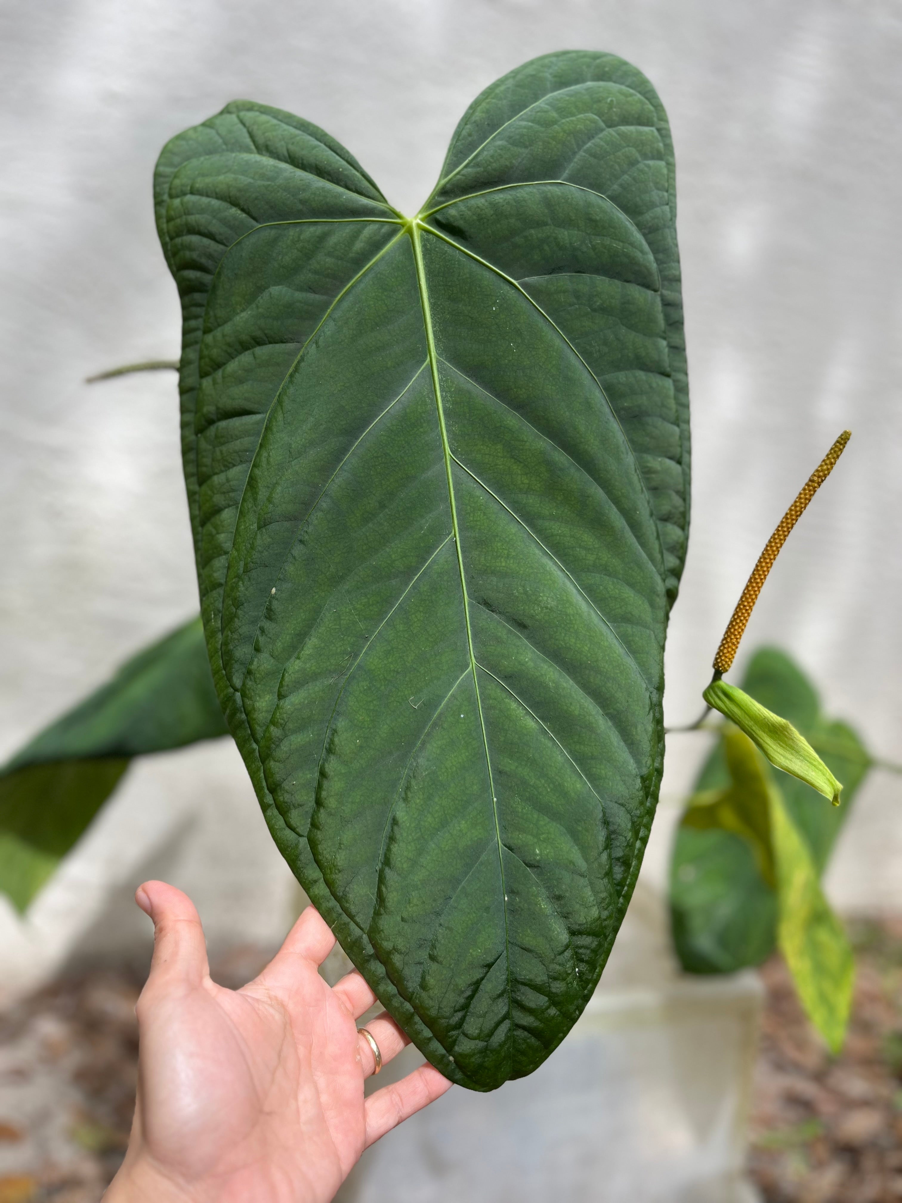 Anthurium Papillilaminum (Ree Gardens) x Rio Clarense wild hybrid bench- 3  seedlings for $50