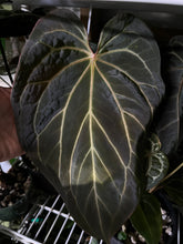 Load image into Gallery viewer, Anthurium Black Widow x Michelle division
