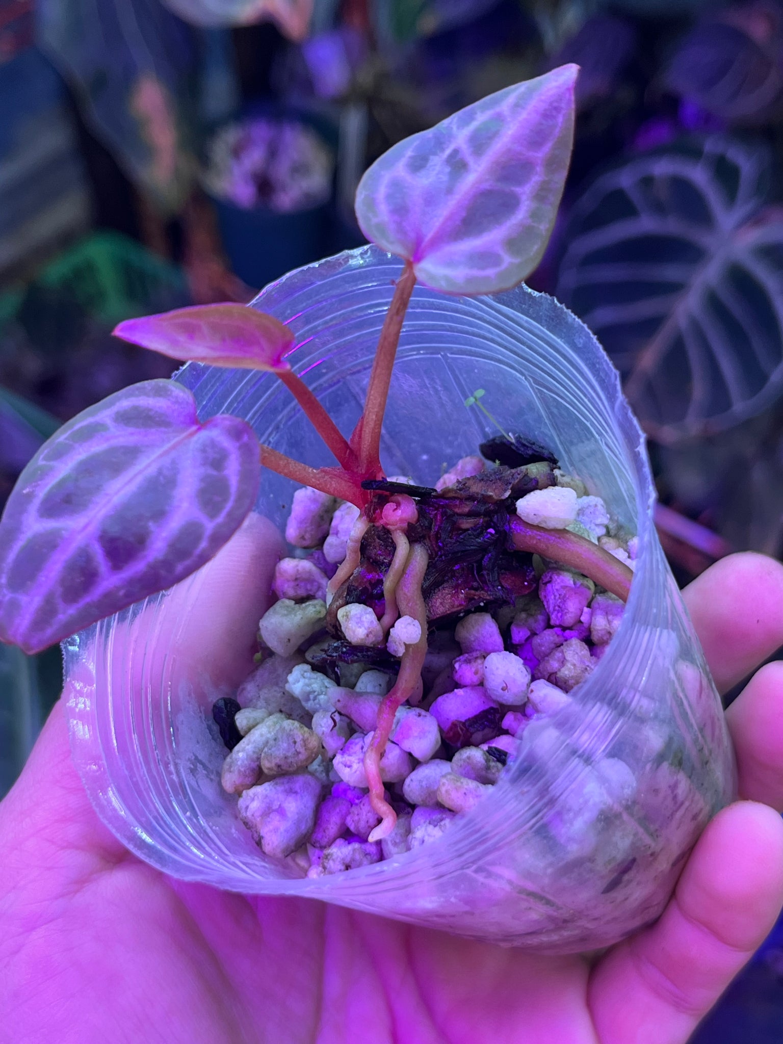 anthurium michelle x zara Anthurium Michelle x Zara division – TanAsianWithPlants