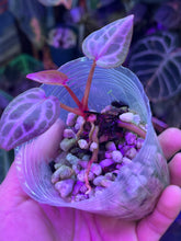 Load image into Gallery viewer, Anthurium Michelle x Zara division
