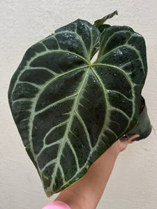 Anthurium SKG Grey