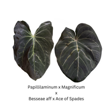 Load image into Gallery viewer, Anthurium Papillilaminum x Magnificum x Besseae aff x Ace of Spades- 3 seedlings for $45
