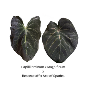 Anthurium Papillilaminum x Magnificum x Besseae aff x Ace of Spades- 3 seedlings for $45