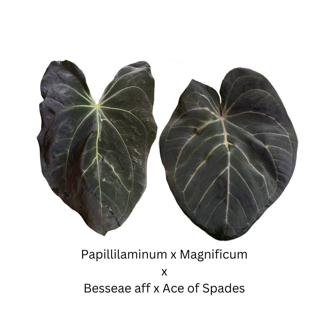 Anthurium Papillilaminum x Magnificum x Besseae aff x Ace of Spades- 3 seedlings for $45