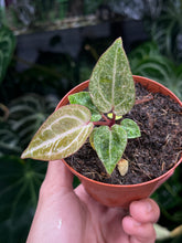 Load image into Gallery viewer, Variegated Anthurium Zara x Michelle x Red Crystallinum seedling
