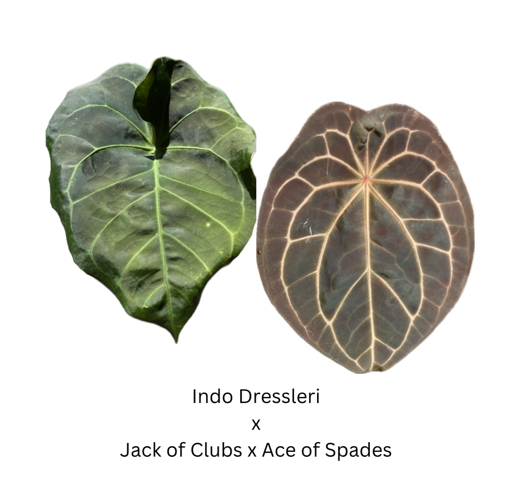 anthurium jack of clubs Anthurium Indo Dressleri x Jack of Clubs x Ace of Spades- 3 seedlings