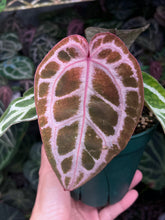 Load image into Gallery viewer, Anthurium Tim Anderson Memoriam (Zara x Michelle x Red Crystallinum)

