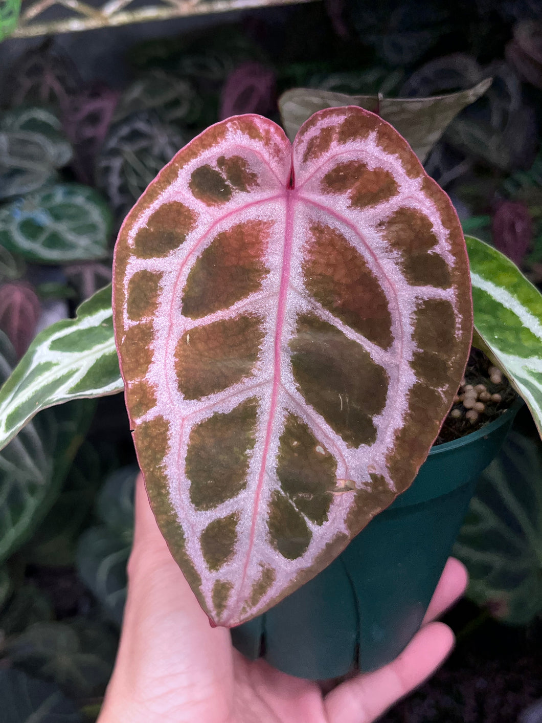 Anthurium Tim Anderson Memoriam (Zara x Michelle x Red Crystallinum)