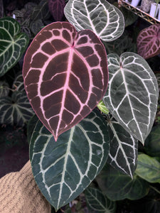 Anthurium Red Crystallinum