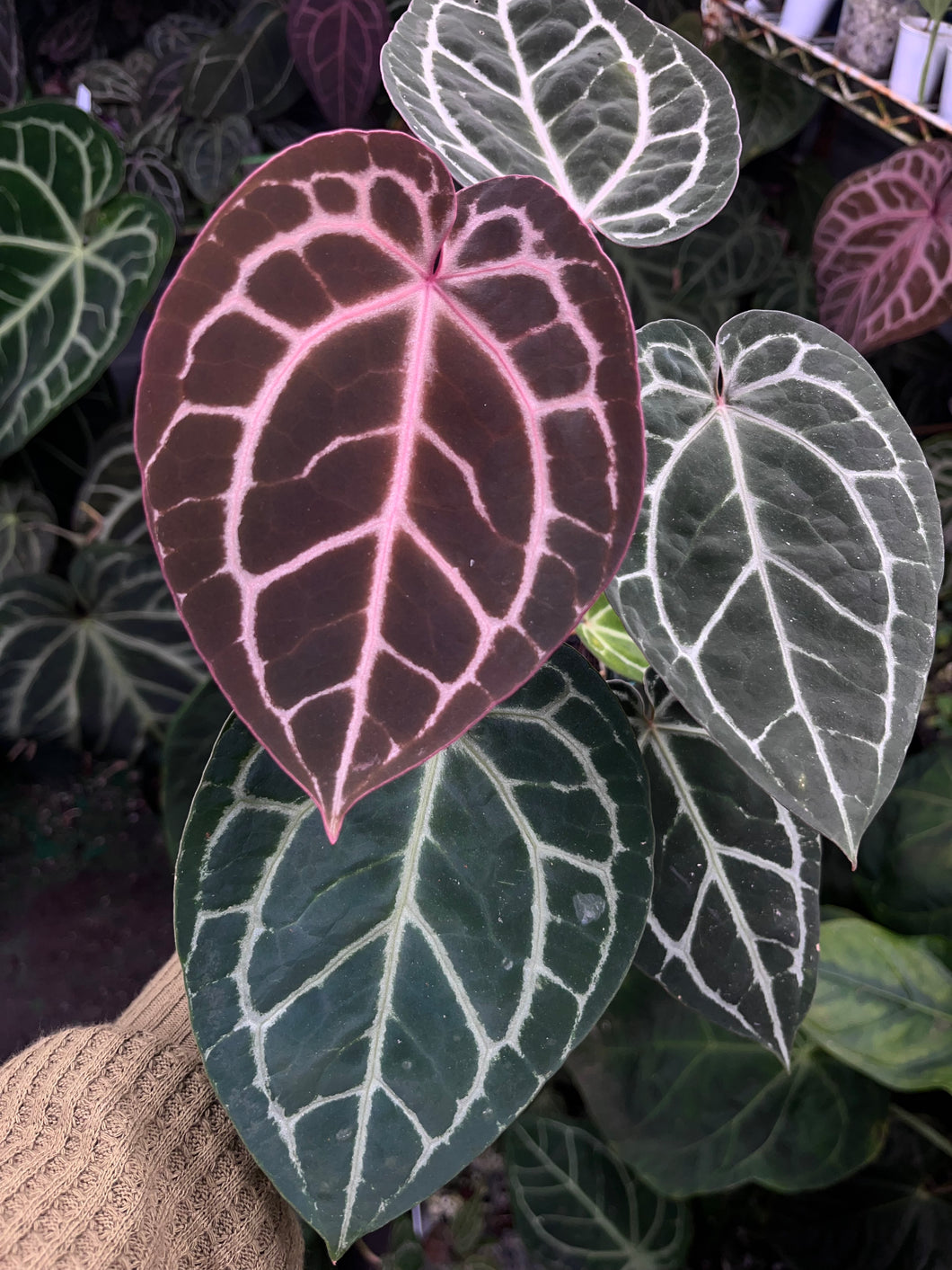 Anthurium Red Crystallinum