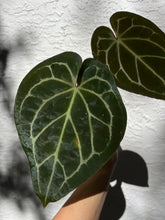 Load image into Gallery viewer, Anthurium Black Widow x Michelle division (parent on the last photo)
