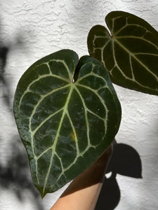 Anthurium Black Widow x Michelle division (parent on the last photo)