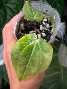 Anthurium Black Widow x Michelle division