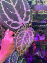 Load image into Gallery viewer, Anthurium Tim Anderson Memoriam
