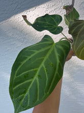 Load image into Gallery viewer, Anthurium Ree Papillilaminum x Rio Clarense Wild Hybrid division

